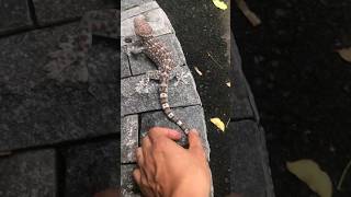 Gecko sound🦎😱viral ytshorts [upl. by Pallaton881]