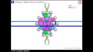 Non homologous end joining [upl. by Roban809]