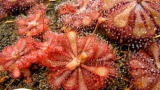 Drosera spatulata Fraser Island  Sundew Carnivorous Plant [upl. by Pettifer]