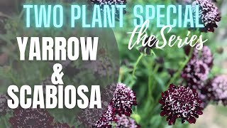 💐 Yarrow amp Scabiosa Two Plant Special The Series  Tips on Yarrow  Tips on Scabiosa [upl. by Hentrich]