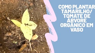 Como Plantar TamarilhoTomate de árvore orgânico em Vaso [upl. by Nipahc]