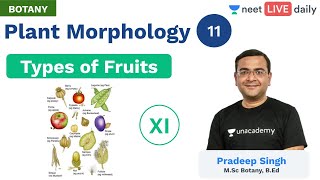 Plant Morphology  L 11  Types of Fruits  Unacademy NEET  Live Daily  Botany  Pradeep Sir [upl. by Hewitt]