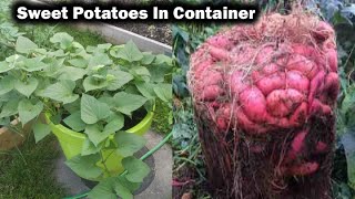 How to Grow Sweet Potatoes in Containers [upl. by Enelav]