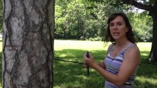 Dendrochronology How to Core a Tree [upl. by Alfi]