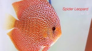 DiskusZuchtpaare EuropaDiscusCenter  Discus Breeding Pairs [upl. by Freyah]