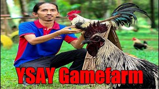 Lets Visit The Farm Of Ysay Gamefarm [upl. by Llednyl]