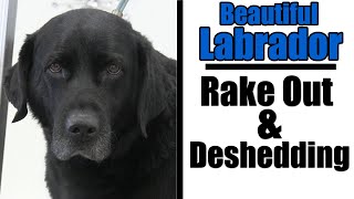 Double Coated Black Labrador  Complete Deshedding [upl. by Einor]