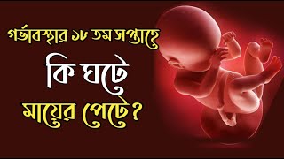 গর্ভাবস্থার ১৮ তম সপ্তাহ । 18 Week Pregnancy bangla । Pregnancy Week by Week Bangla [upl. by Ahsinotna]