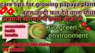 How To Grow Papaya At Home  Care Tips And Health Benefits [upl. by Eserehc591]