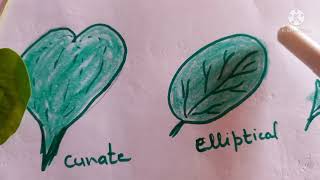 TYPES OF LEAF BASED ON LAMINA [upl. by Rapsac424]