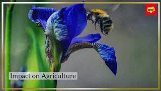 How Do Insects Pollinate Flowers and Why Is This Process Important [upl. by Yemaj834]