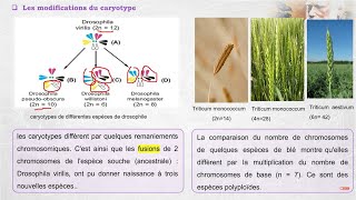 Lévolution biologique cours 2 les mécanismes de lévolution et la spéciation [upl. by Ainat]