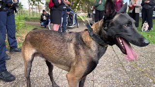 Un berger malinois est le nouvel agent de la police municipale [upl. by Arehc13]