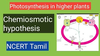 Chemiosmotic Hypothesis class 11photosynthesis in higher plants ncert tamil [upl. by Wilhelmina]