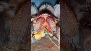 How Tarantulas ACTUALLY EAT 😱 mind blowing [upl. by Clayton136]