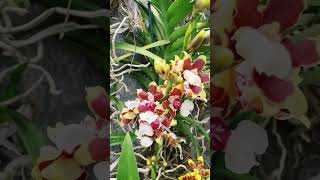 ONCIDIUM SPHACELATUM [upl. by Zsazsa]