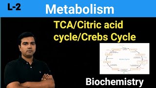 TCA cycleCrebs Cycle Citric acid cycle [upl. by Gayla]