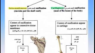 06 The Skeleton 8 Ossification of Bones Anatomy Intro Dr Ahmed Kamal YouTube [upl. by Ai]