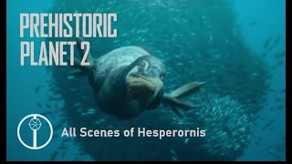 Prehistoric Planet 2 all scenes of Hesperornis [upl. by Ilac]