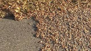 Clearing Maple seeds of the driveway with the homelite leaf blower [upl. by Eves]