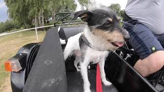 Ural Gespann  Mein Hund fährt im Beiwagen mit  Ural sidecar  russengespann  gespannfahren [upl. by Nirrat]