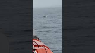 Humpback slow motion Sitka Alaska [upl. by Keriann]