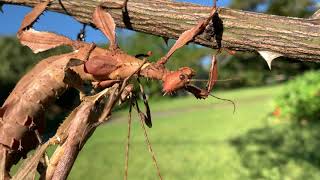 Spiny Leaf Insects Mating and Eggs [upl. by Armelda]