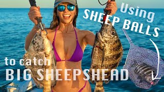 Using SHEEP BALLS To Catch BIG Sheepshead [upl. by Eikcuhc]