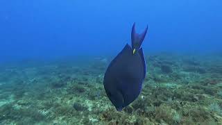 Buceo en Montaña Cozumel Q Roo [upl. by Fabi]