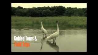 Annual Whooping Crane Festival Port Aransas Texas [upl. by Aivataj631]