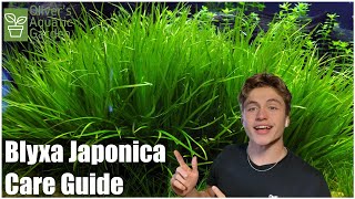 Blyxa Japonica Care Guide Species Profile [upl. by Nodyl]