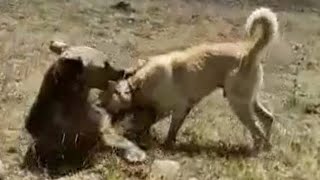 Kangal vs Bear The Ultimate Livestock Guardian [upl. by Anim]