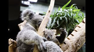 Baby Koala at Cleveland Metroparks Zoo [upl. by Alburga104]