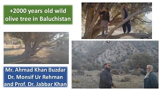 Oldest wild olive plant of Pakistan  Musakhel  Ahmad Buzdar Sb  Baluchistan [upl. by Rawde]