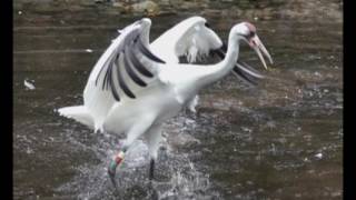 Whooping Cranes at the Ellie Schiller Homosassa Springs Wildlife State Park [upl. by Leveridge]