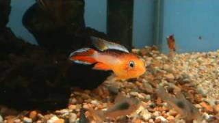 Apistogramma Agassizi Flame Red at Tyne Valley Aquatics near Newcastle [upl. by Ahsenit]