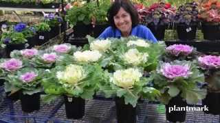 Brassica oleracea Acephala Ornamental Kale at Plantmark Wholesale Nurseries [upl. by Tabby918]