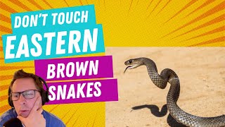 DARWIN AWARD  dont touch Eastern Brown Snakes [upl. by Egres744]