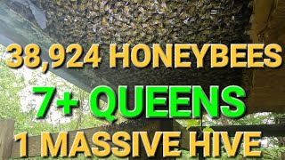 MASSIVE Beehive Found With 7 Queens and 10 Lbs of Bees [upl. by Emsmus899]