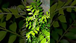 My curry leaves growth awesome after 1 month curryleaves plants garden [upl. by Gustaf]