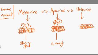 merocrine vs apocrine vs holocrine [upl. by Ahcmis]