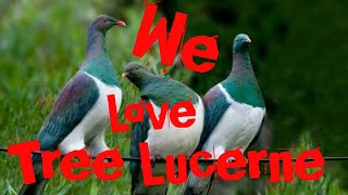 New Zealand plant a tree that attracts Native Bush Pigeons Tree Lucerne for Kererū naturelovers [upl. by Ellenet]