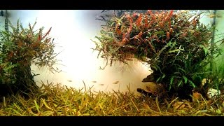 Boraras Urophthalmoides amp Boraras maculatus in Asia nature planted aquarium HD [upl. by Annahsor]