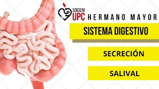 HM SD2  Secreción salival [upl. by Aaren]