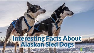 Interesting Facts About Alaskan Sled Dogs [upl. by Krebs]