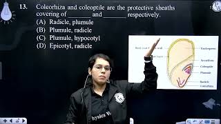 Coleorhiza and coleoptile are the protective sheaths covering of  and  respectivel [upl. by Sadiras]