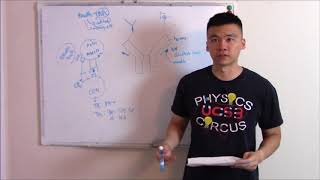 USMLE Immunology 2 B cells and Immunoglobulins [upl. by Capriola]