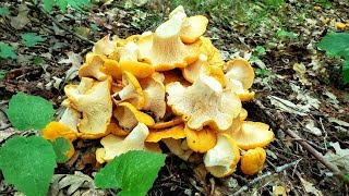 Foraging for Chanterelle Mushrooms [upl. by Hanid364]