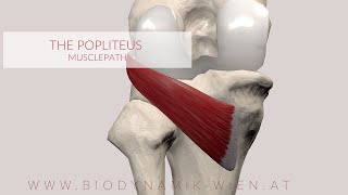 Poplietus Muscle Musclepath 3D Animation [upl. by Flann]