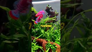 Fish Tank Video About Killifish The Colorful Jewels of the Freshwater Aquarium [upl. by Aelat]